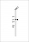 CTLA4 Antibody